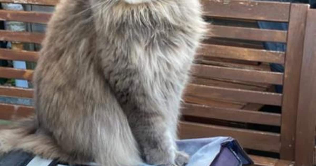 Heb jij Kenzo gezien? Dit huisdier wordt in Oegstgeest vermist