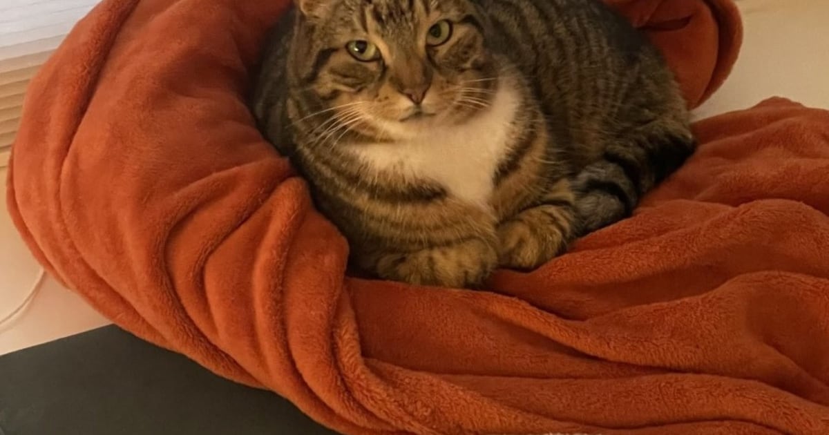 Heb jij Siep gezien? Dit huisdier wordt in Gorinchem vermist