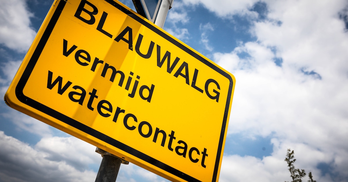 Harlingen pakt blauwalgen aan in sloten en vijvers na meldingen overlast