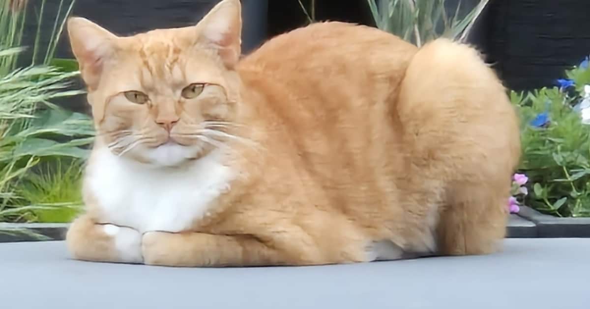 Heb jij Bilou, Lulu of Anton gezien? Deze vijf huisdieren worden in Breda vermist
