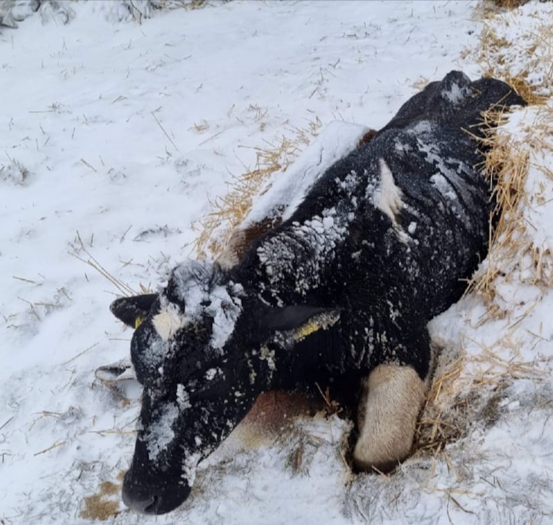 Verwaarloosde koe in Stein ingeslapen na wekenlang in de sneeuw te ...