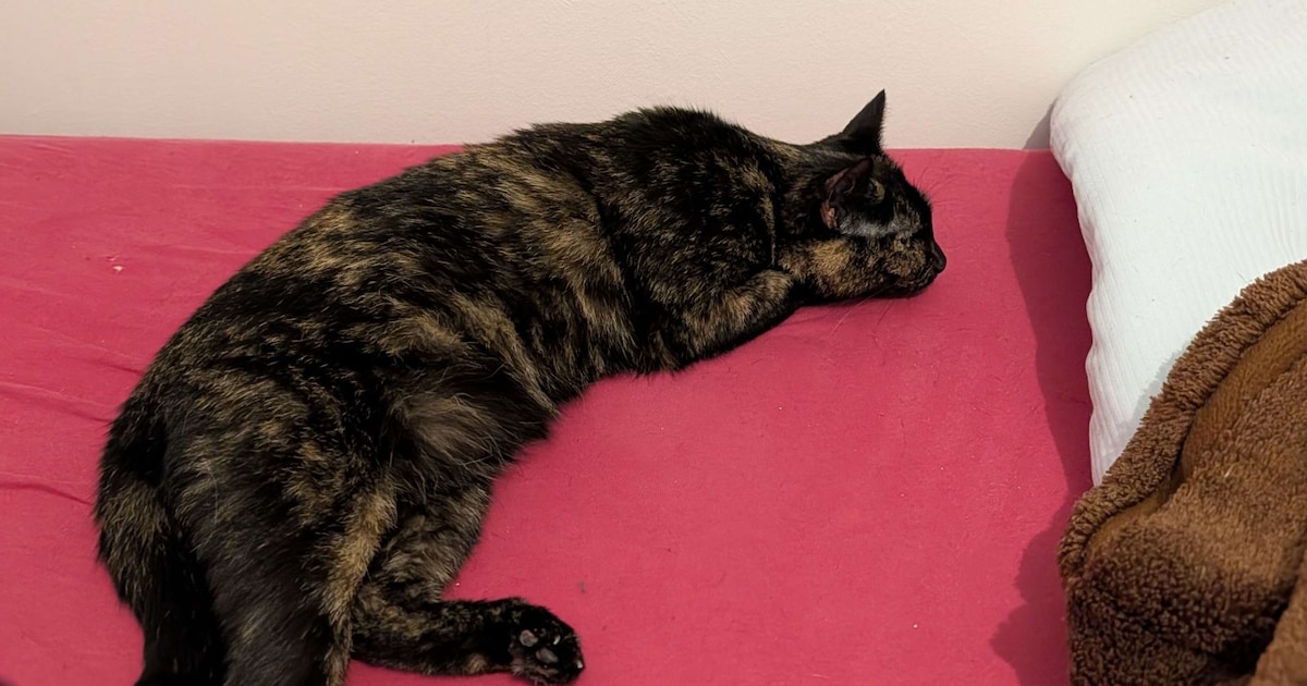 Heb jij Lilo, Fibi of Tusia gezien? Deze vier huisdieren worden in Delft vermist