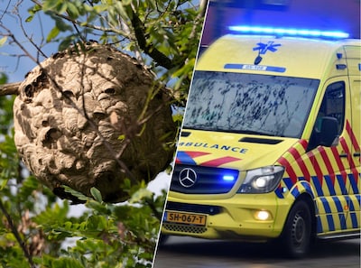 Medewerker boombedrijf ziet hoornaarsnest in boom niet, krijgt tientallen steken en raakt in shock