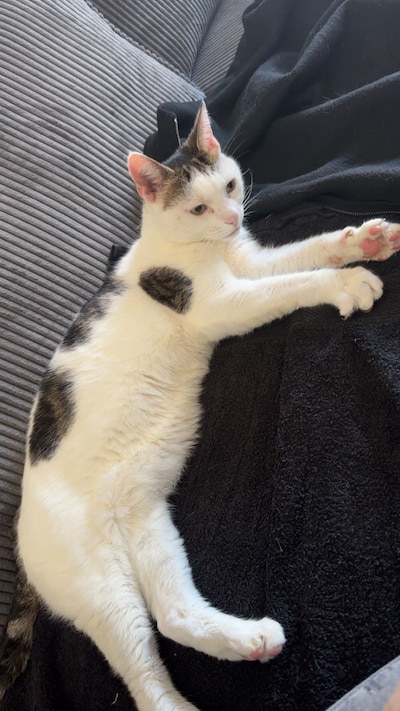 Heb jij Woezel, Dushi of Cookie gezien? Deze drie huisdieren worden in Valkenswaard vermist