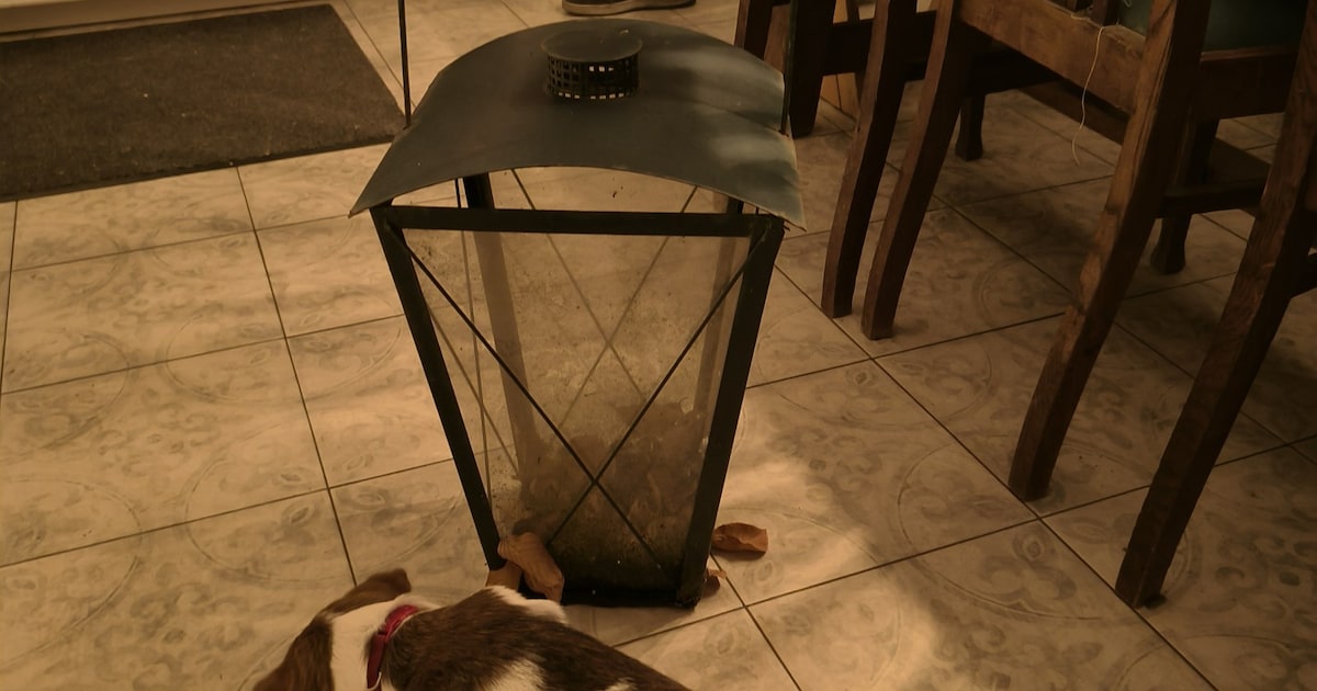 Heb jij Spike gezien? Dit huisdier wordt in Soest vermist