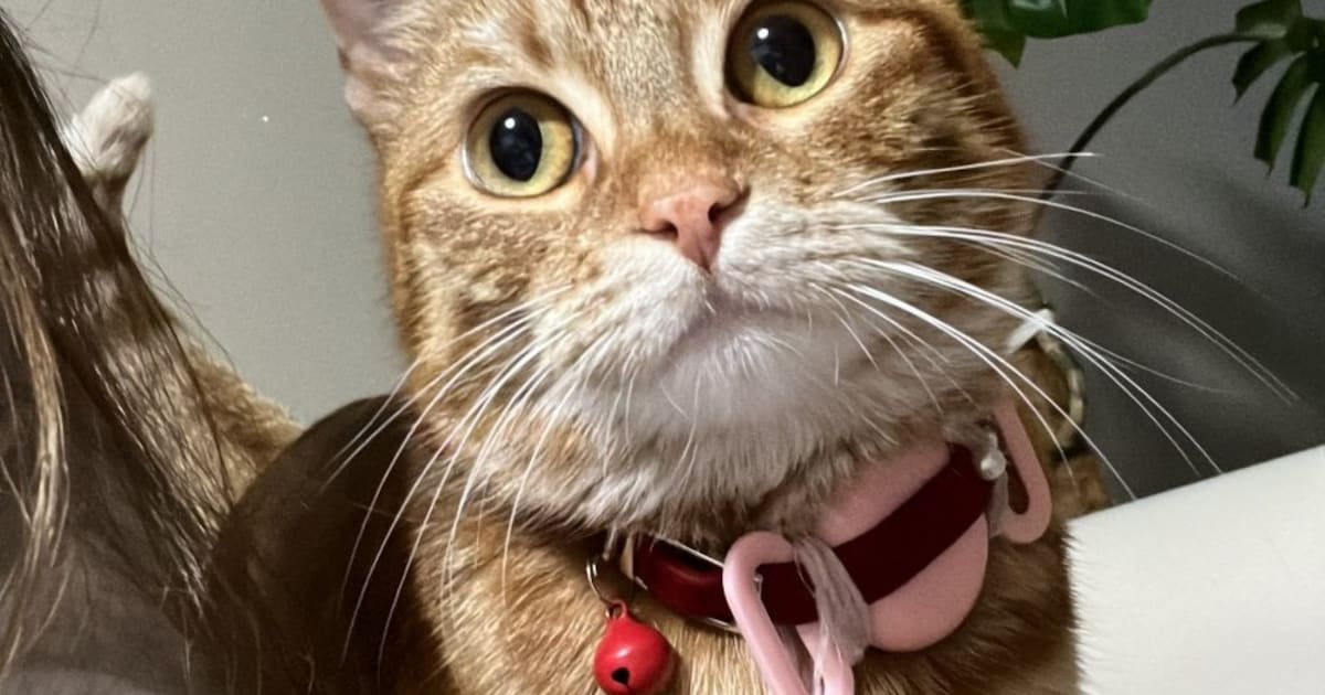 Heb jij Cemile gezien? Dit huisdier wordt in Opmeer vermist