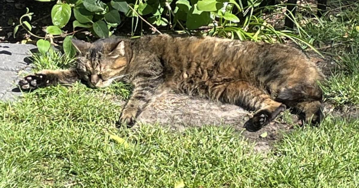 Heb jij Nora gezien? Dit huisdier wordt in Dantumadiel vermist