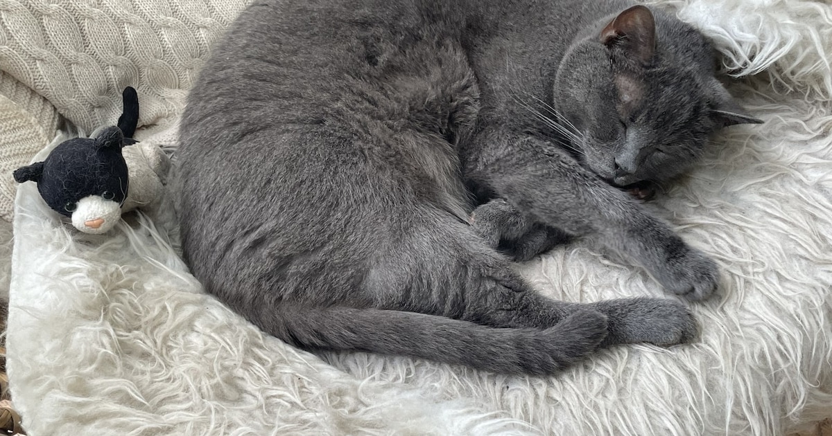 Heb jij Felfel, Jules of Bella gezien? Deze drie huisdieren worden in Amstelveen vermist