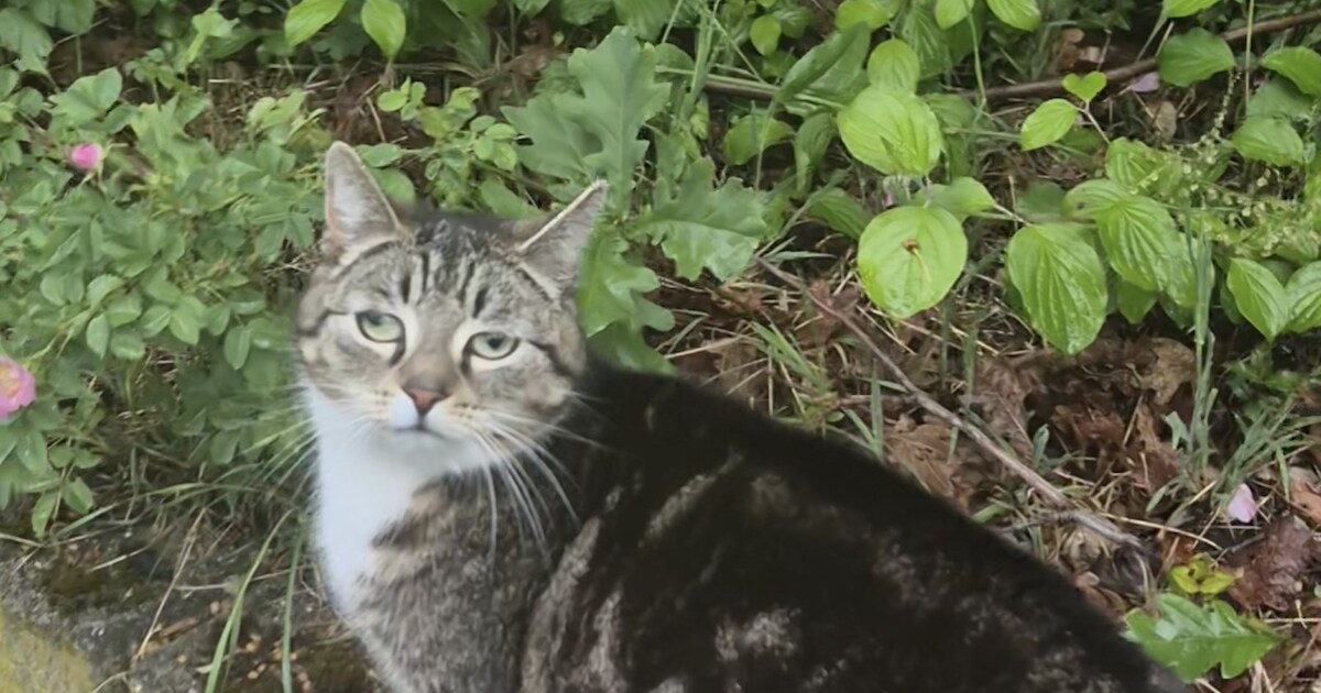Heb jij Nala gezien? Dit huisdier wordt in Sint-Michielsgestel vermist