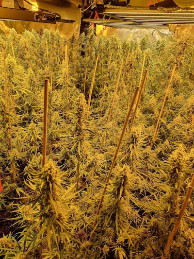 Hennepkwekerij met 324 planten ontdekt in Pekela