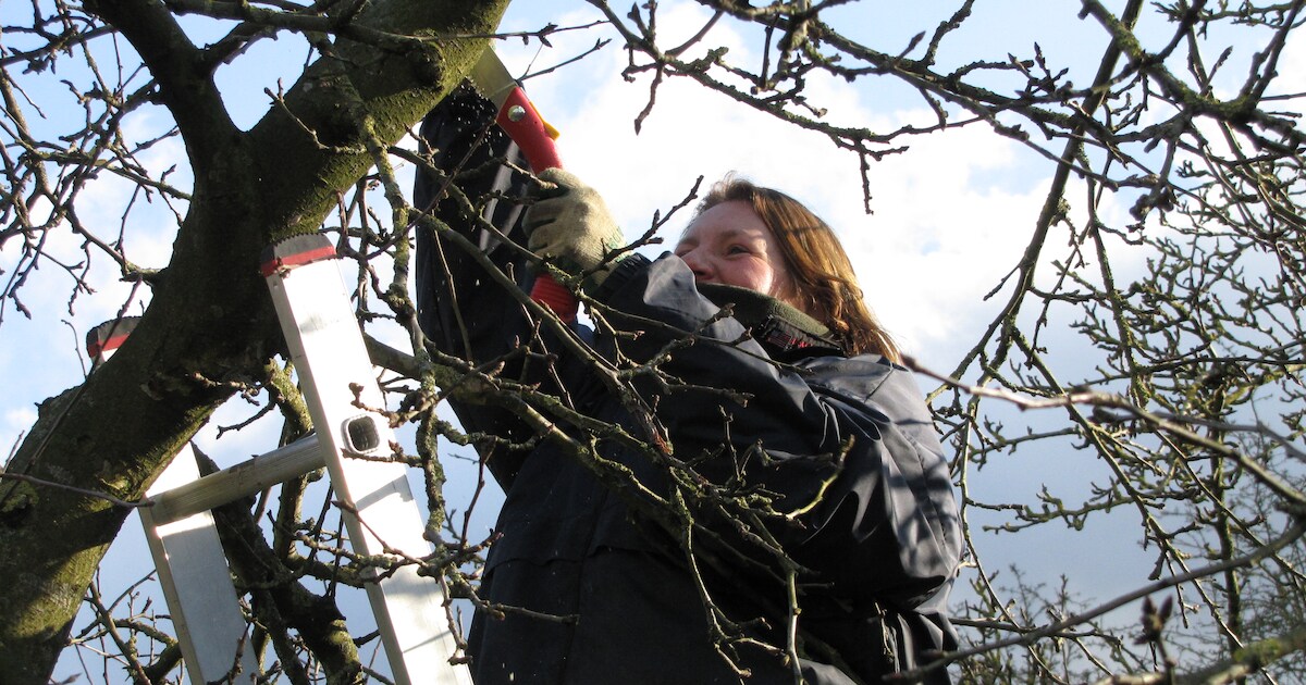 Workshops fruitbomen snoeien in Wessem en Thorn