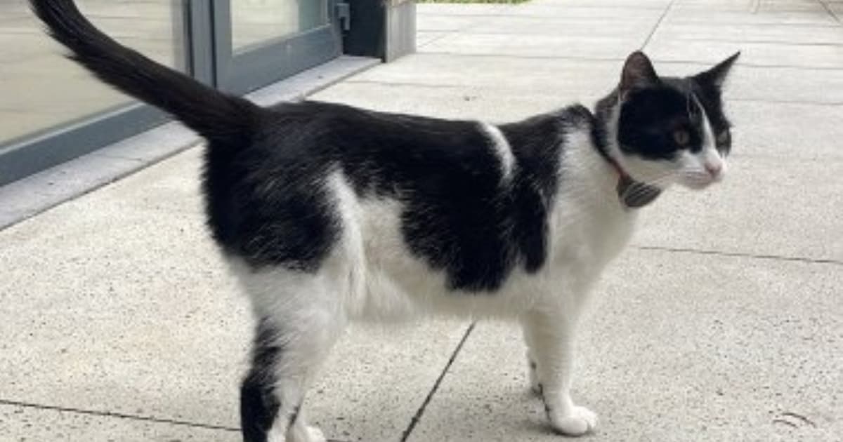 Heb jij Teddy, Lilly of Cato gezien? Deze drie huisdieren worden in Maastricht vermist