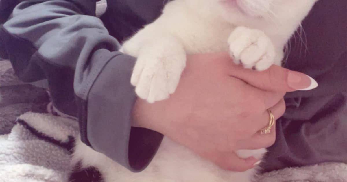 Heb jij Coco gezien? Dit huisdier wordt in Maastricht vermist