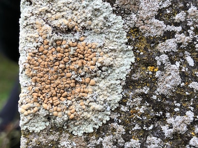 Image related to the article