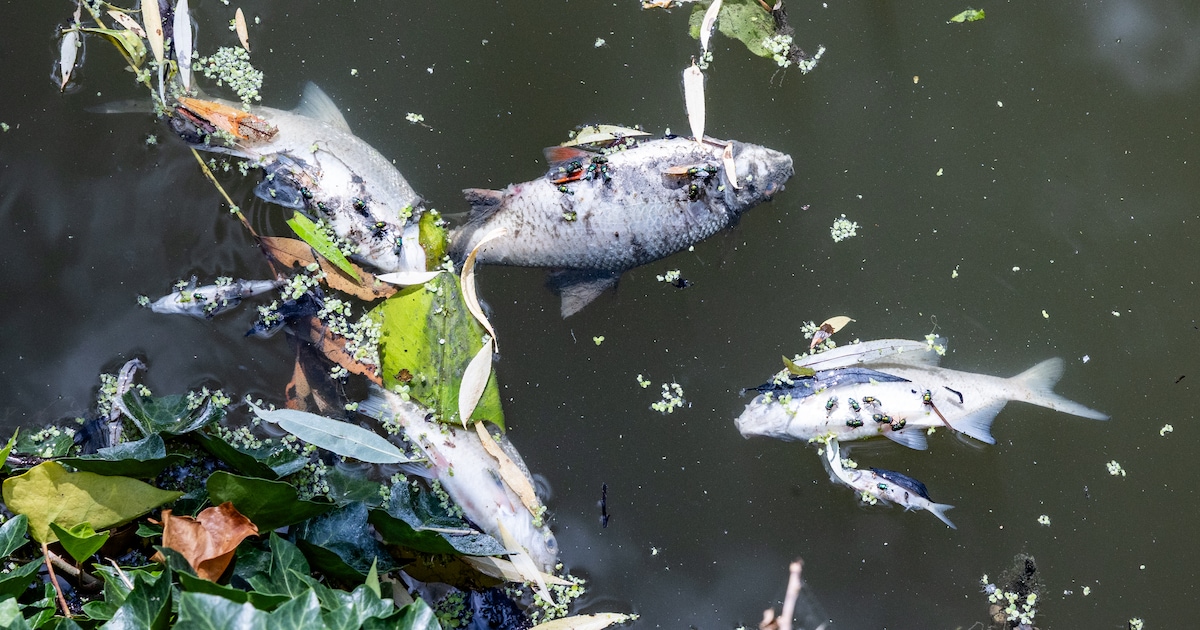 Van de ene op de andere dag ligt de sloot vol dode vissen: ‘Is een ...