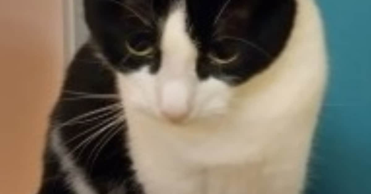 Heb jij Shiney of Boris gezien? Deze twee huisdieren worden in Steenwijkerland vermist
