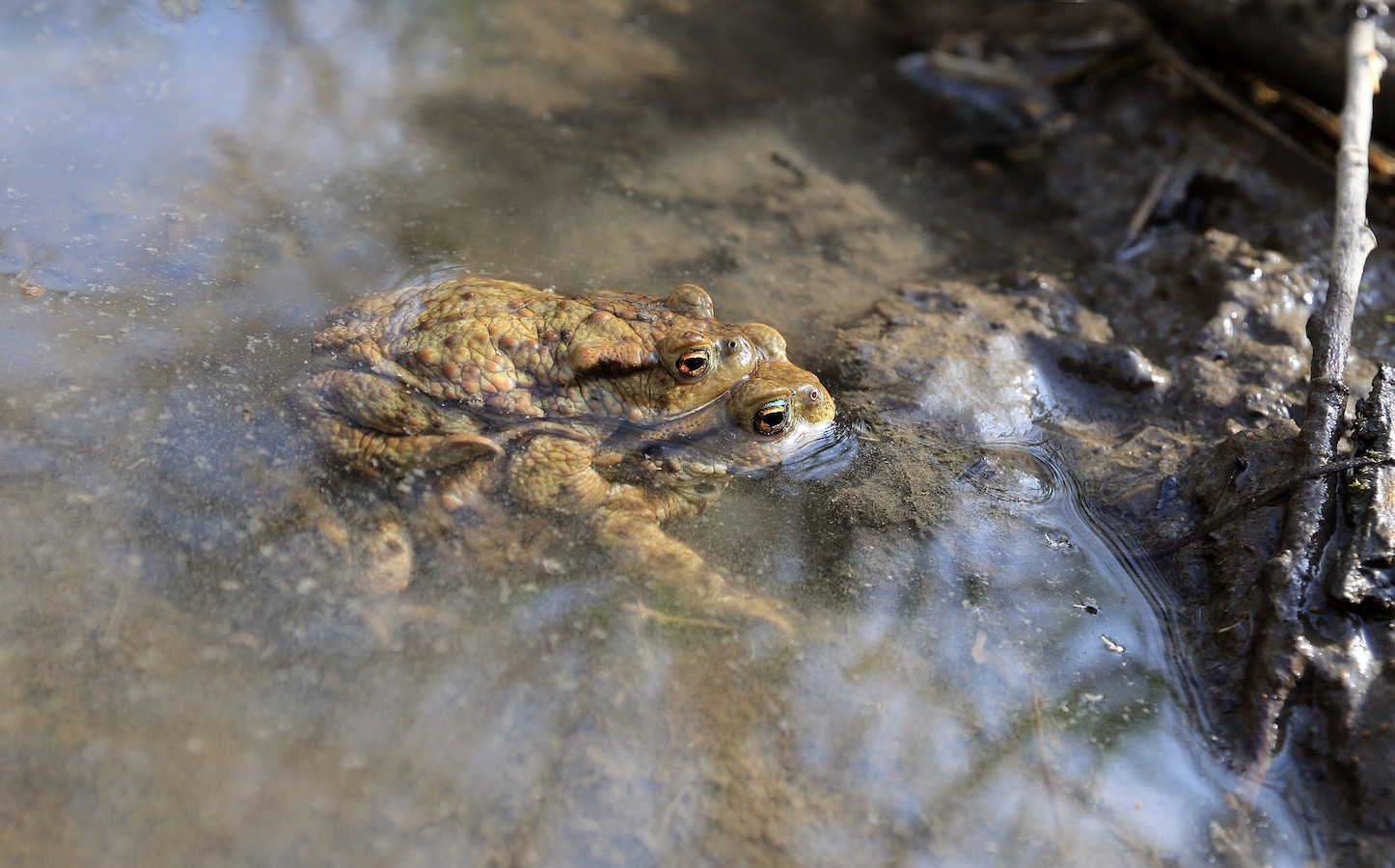 Het voorjaar barst los met stoepplantjes, zingende vogels en massaal ...