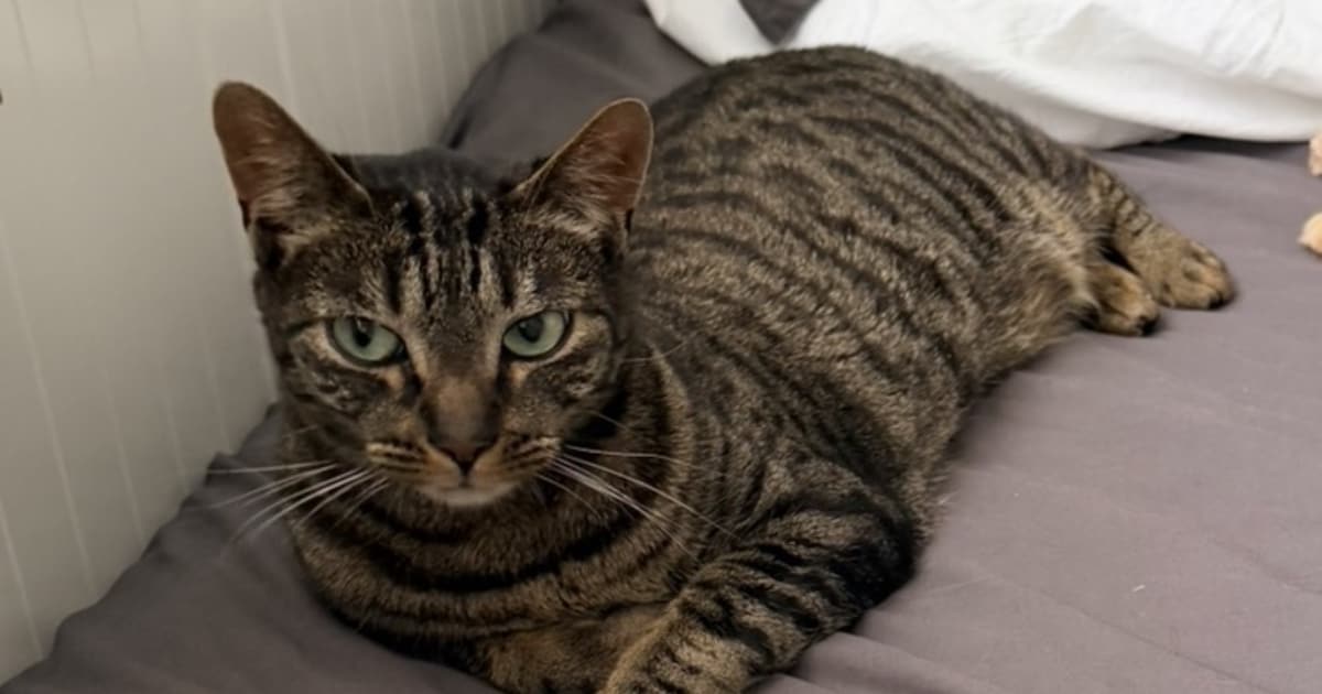 Heb jij Koos of Sjaak gezien? Deze twee huisdieren worden in Beverwijk vermist