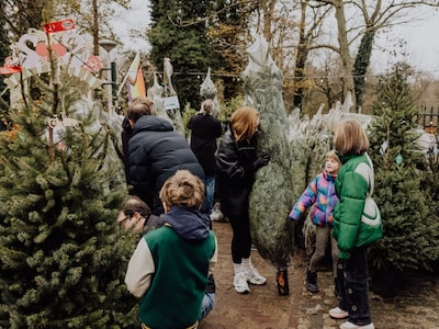 Oh dennenboom! Hier in Den Haag kun je al een (herbruikbare) kerstboom bestellen