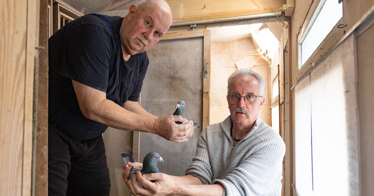 Hok schoonmaken? Mogelijke leden postduivenclub Gramsbergen haken vliegensvlug af: stekker gaat erui