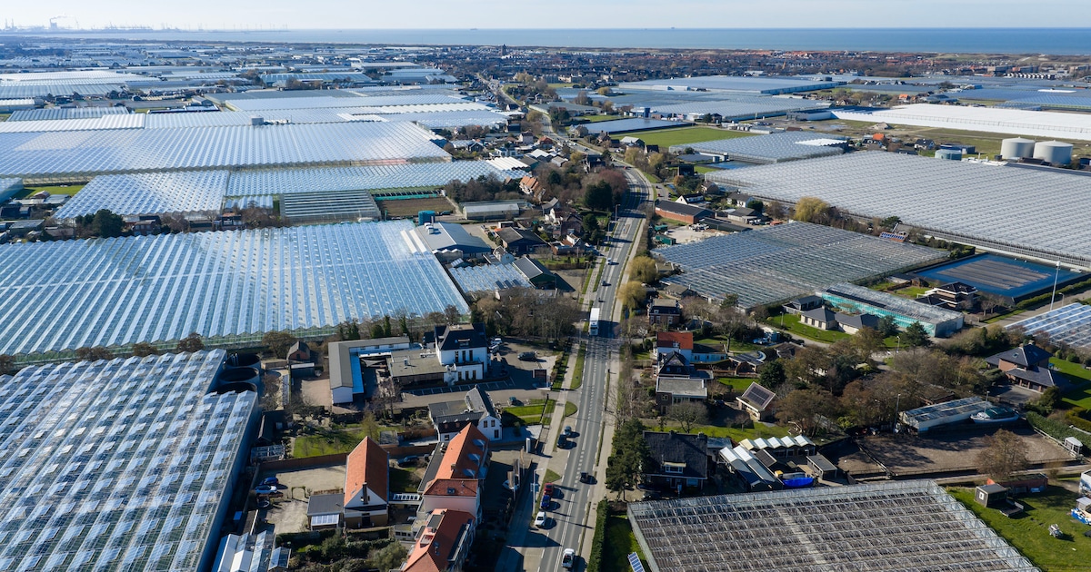 Tuinders moeten weer aan het gas als de levering van CO2 stopt: ‘Dit kan natuurlijk niet de bedoelin