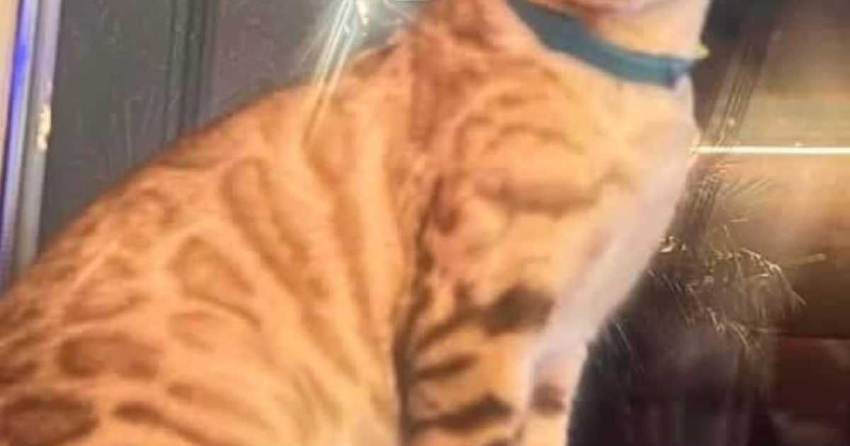 Heb jij Benga gezien? Dit huisdier wordt in Krimpenerwaard vermist