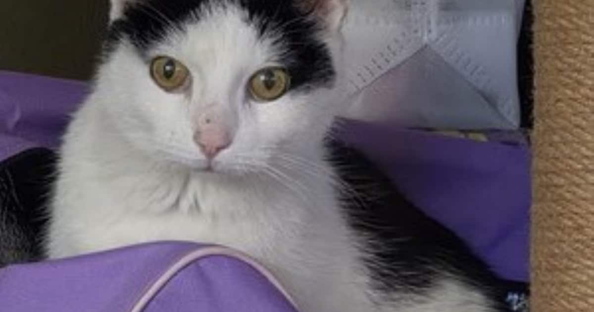 Heb jij Moos, Lulu of Mickey gezien? Deze 4 huisdieren worden in Gouda vermist