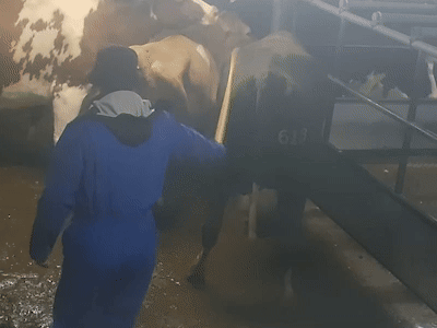 Tussen de boerderij en het slachthuis: waarom koeien in verzamel­cen­tra belanden