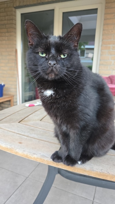 Heb jij Tim gezien? Dit huisdier wordt in Wijchen vermist