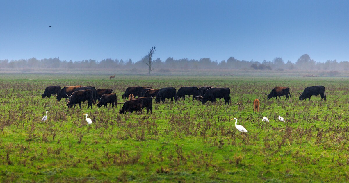 Bodemuitspraak over grond Oostvaardersplassen: die mag op bepaalde plekken natter worden