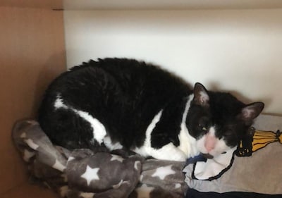 Heb jij Karel, Minette of Trudie gezien? Deze drie huisdieren worden in Tiel vermist