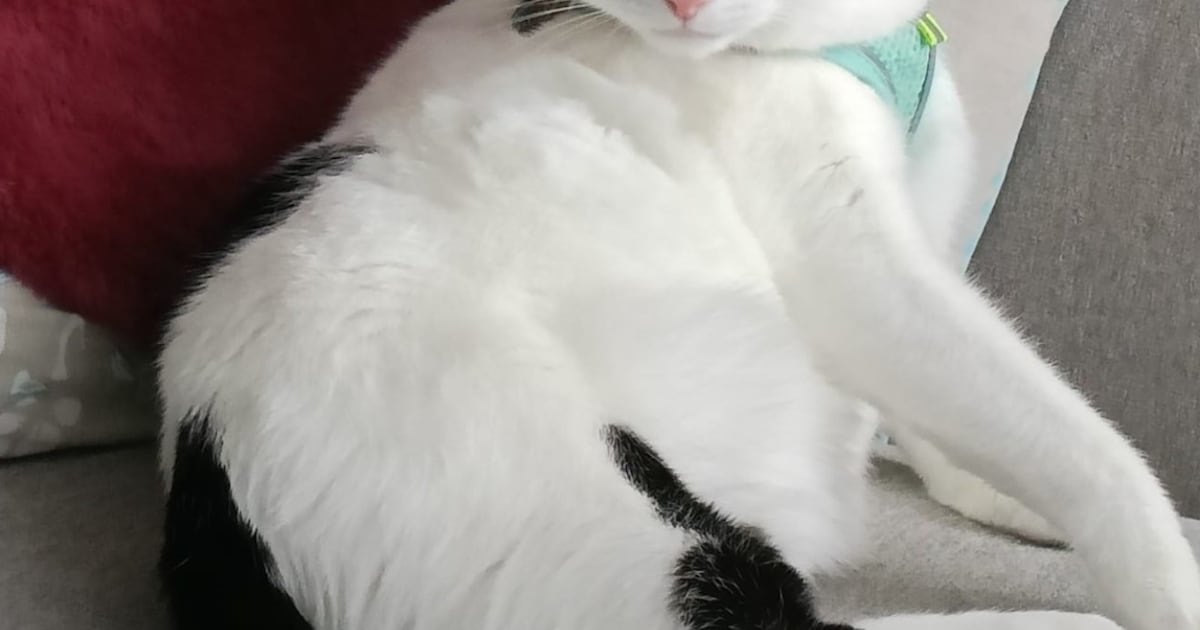 Heb jij Mila, Sheba of Muis gezien? Deze vier huisdieren worden in Delft vermist