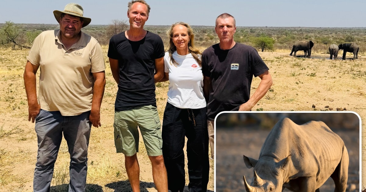 Zeldzame zwarte neushoorns uitgezet in Afrika met Nederlands tintje: ‘Iconisch dier’