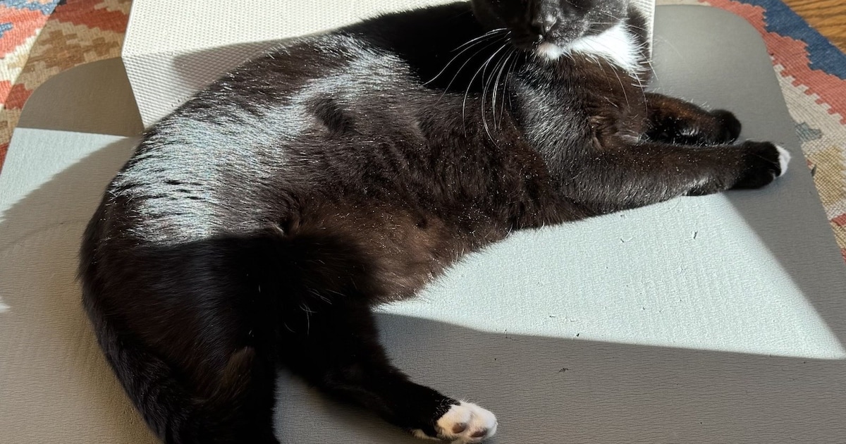 Heb jij Pippi gezien? Dit huisdier wordt in Rhenen vermist