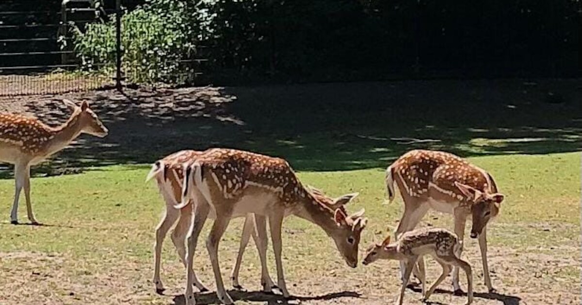 Babynieuws: drie damhertjes geboren in Kasteelpark Born