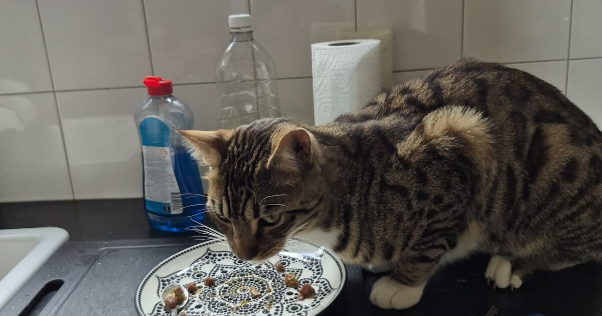 Heb jij Fenrir of Cin Cin gezien? Deze twee huisdieren worden in Albrandswaard vermist