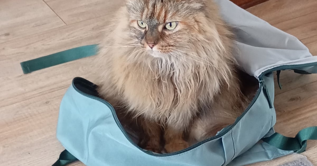 Heb jij Smölke gezien? Dit huisdier wordt in Noordenveld vermist