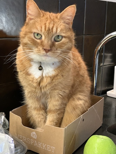 Heb jij Tjidl gezien? Dit huisdier wordt in Vught vermist