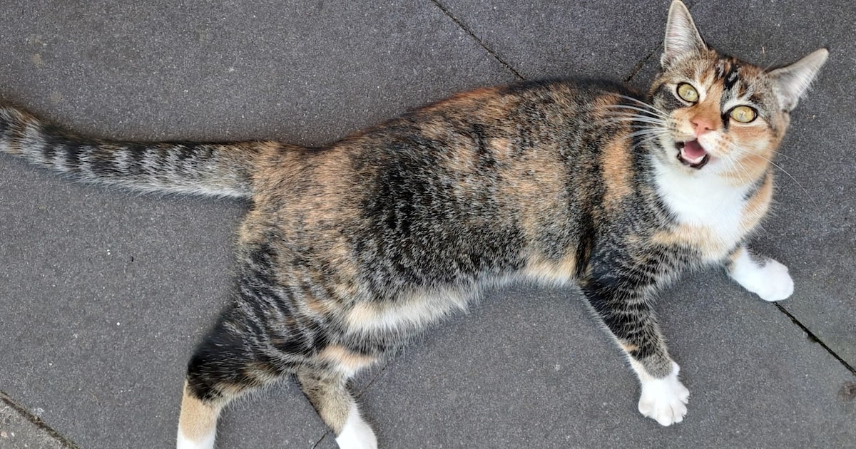 Heb jij Beer, Lenny of Saartje gezien? Deze vier huisdieren worden in Wassenaar vermist