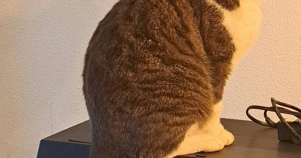 Heb jij Mila of Archie gezien? Deze twee huisdieren worden in Heemskerk vermist