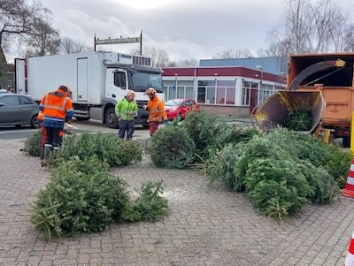 Gemeente Zoeterwoude beloont inleveren kerstboom met geld en prijsloten