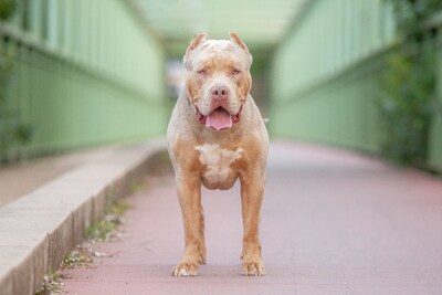Al meerdere dodelijke incidenten: waarom is de American bully XL in Nederland niet verboden?