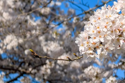 Hallo lente! 7 x de mooiste bloesem in Gouda