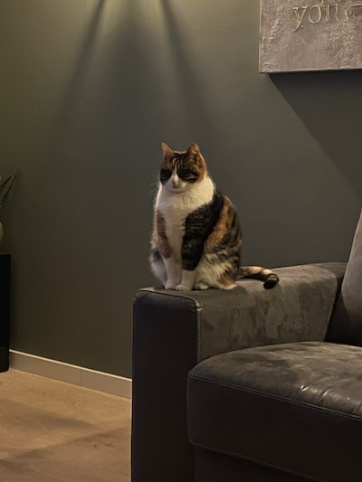 Heb jij Dipsy gezien? Dit huisdier wordt in Woerden vermist