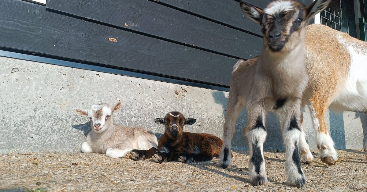 Zo klein! Hier in Kamerik kun je pasgeboren lammetjes bekijken