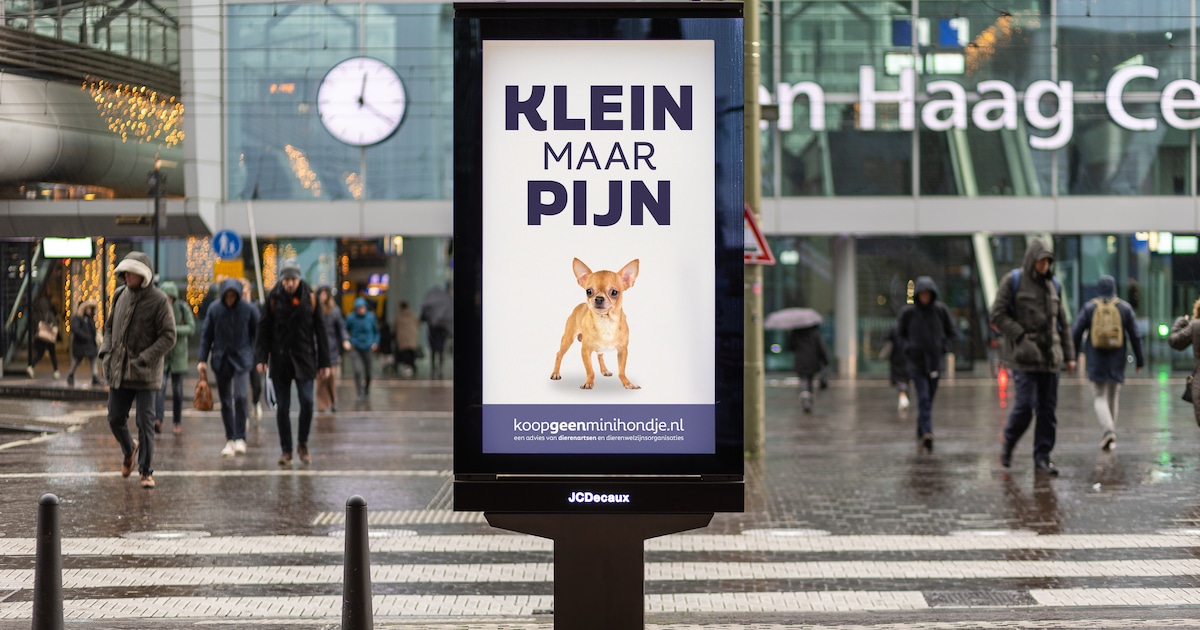 Praat mee: er moet een verbod komen op het fokken van kleine honden