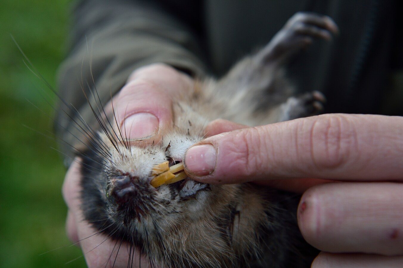 Muskusratten teisteren de Krimpenerwaard: Thijs (31) en Wim (41) gaan ...