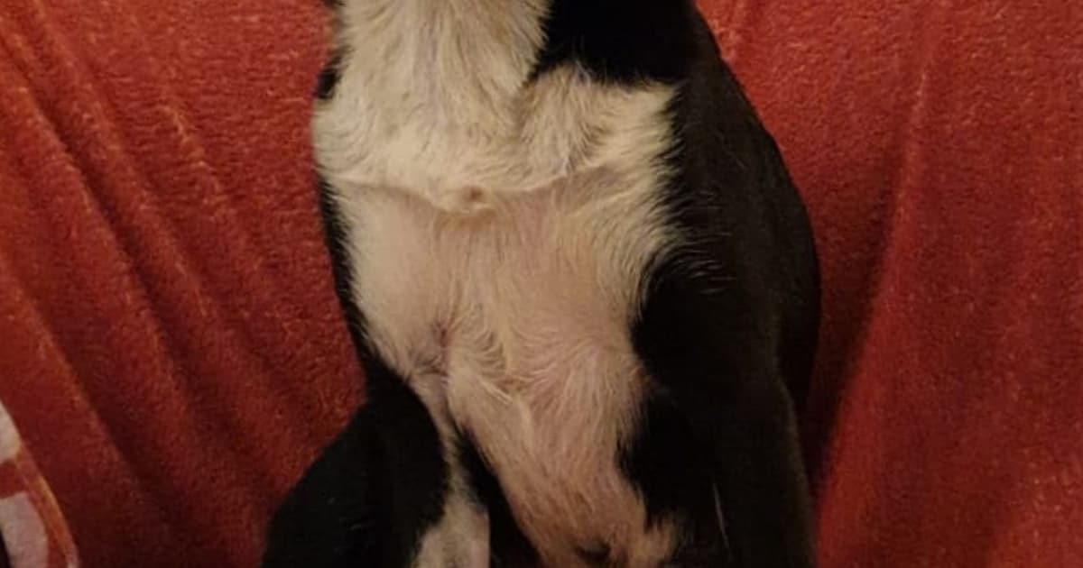 Heb jij Famke gezien? Dit huisdier wordt in Weststellingwerf vermist