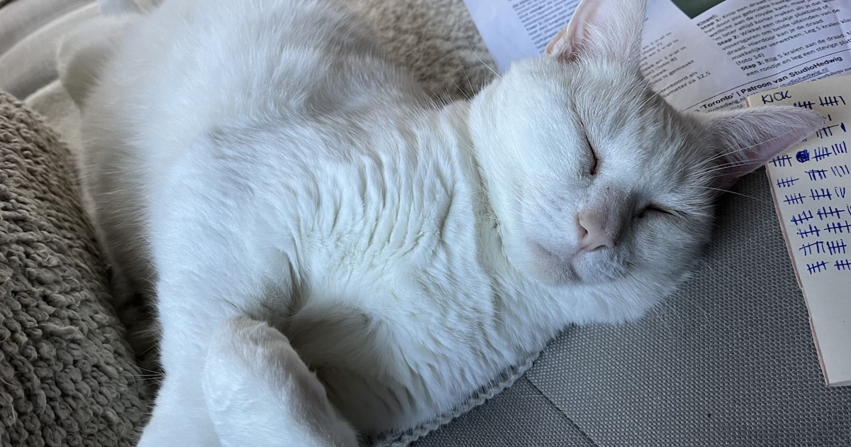 Heb jij Borre gezien? Dit huisdier wordt in Achtkarspelen vermist