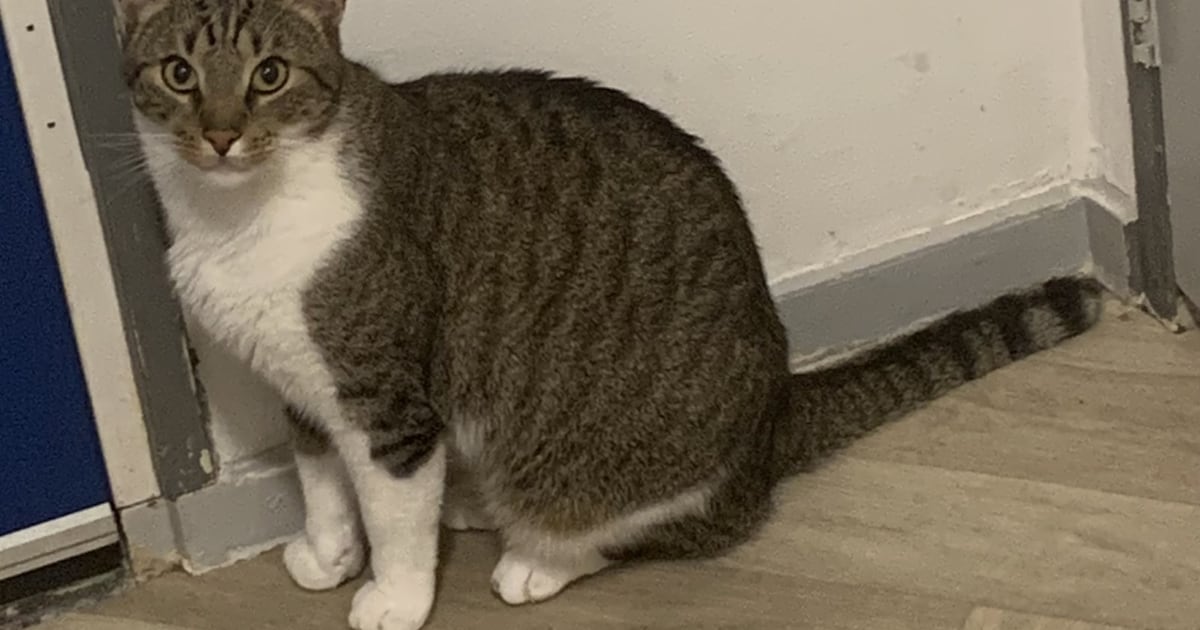 Heb jij Hunter gezien? Dit huisdier wordt in Vlissingen vermist